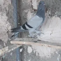 کبوتر ترکی