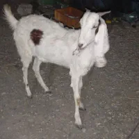 فروش گیسه پاکستانی منوجان سرراس