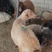 بره قصابی چاق