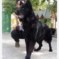 سگ ژرمن شولاین بلک