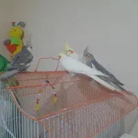 عروس هلندی