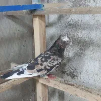 کفتر سرور آتشی