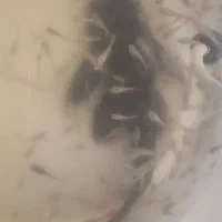 لجن خوار