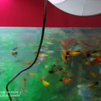 پلاتی از همه رنگ ونوع