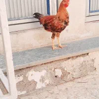مرغ و خروس