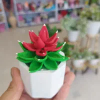 کاکتوس های خمیری