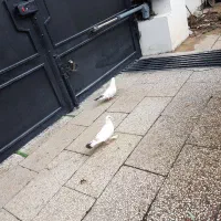 پرنده