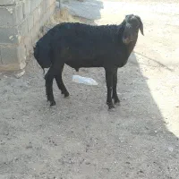 کاوه قورچ