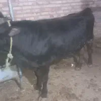 گوساله نر ۲۸۰ کیلویی