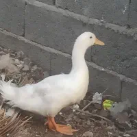 جوجه