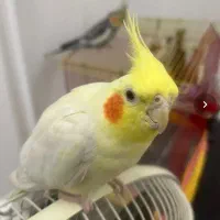 طاق و معاوضه
