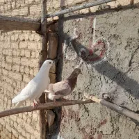 کبوتر