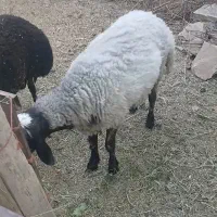 بره نر چاق