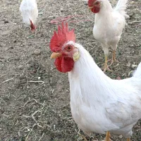 جوجه خروس اورگانیک