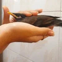 جوجه مینا کاملاً دستی یک ماهه