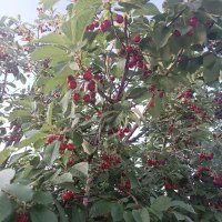 باغشهر-ساوالان-با-ساختمان-2500متر-فروش-فوری