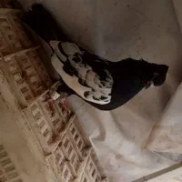 کفتر|پرنده|مشهد, فاطمیه|دیوار