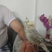 عروس هلندی