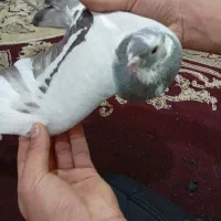 کبوتر ترکیه ای ماده