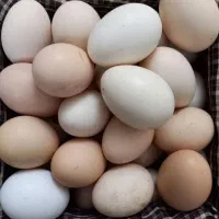 تخم مرغ محلی تازه