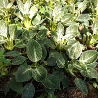 گل طبیعی فیلودندرون برکین سطل ۳ عمده