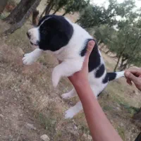 دوعدد توله سرابی ماده