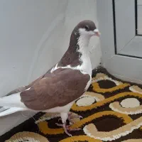 کفتر رنگه پرشی