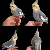 عروس هلندی نر سالم و رام