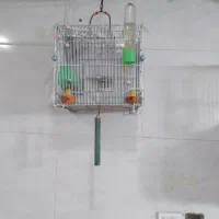 سهره ،قناری،