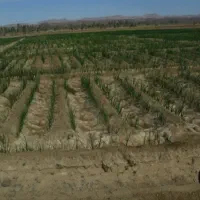 یک تیم کارگری