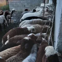 بره قربانی گوسفند قربانی