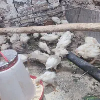 جوجه