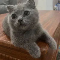 بچه گربه اسکاتیش فولد
