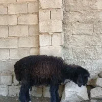 بره