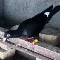 کبوتر قارا