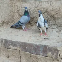 کبوتر المانی