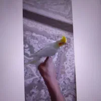 عروس هلندی