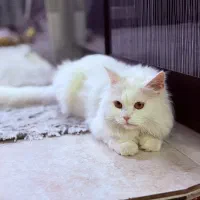 گربه گم شده محدوده ی امام خمینی