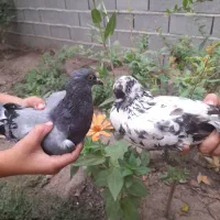 کبوتر مسافتی و آلمانی