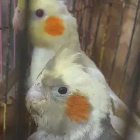 عروس هلندی