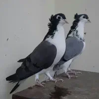 کبوترطاقی دمگیر جوجه کاکلی گلین