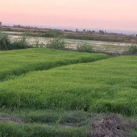 بذر نشا شالی