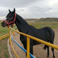 فروش اسب عرب دو سر