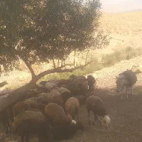 الاغ گله ای ابستن. 12ملیون