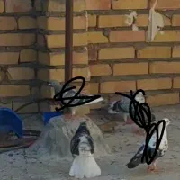 کبوتر