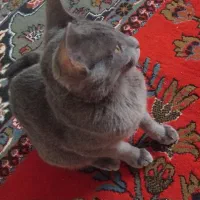 گربه خاص،پارک سگ وگربه