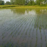 دستگاه نشا،خدمات نشا،