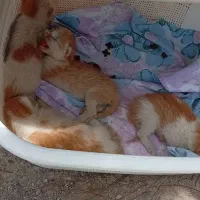 واگذاری گربه
