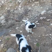 توله سگ