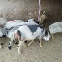 گوسفند
